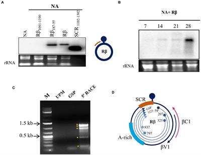 Functional characterization of a new ORF βV1 encoded by radish leaf curl betasatellite